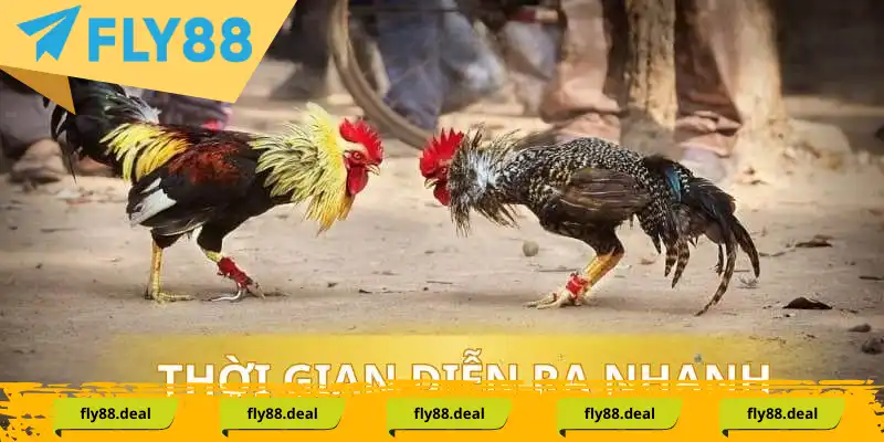 Các trận đấu gà cựa diễn ra rất nhanh chóng Các trận đấu gà cựa diễn ra rất nhanh chóng