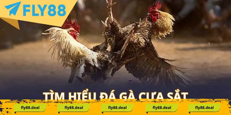 Khám phá thông tin đá gà trực tuyến cựa sắt Khám phá thông tin đá gà trực tuyến cựa sắt